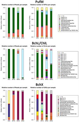 Diversity of Phototrophic Genes Suggests Multiple Bacteria May Be Able to Exploit Sunlight in Exposed Soils from the Sør Rondane Mountains, East Antarctica